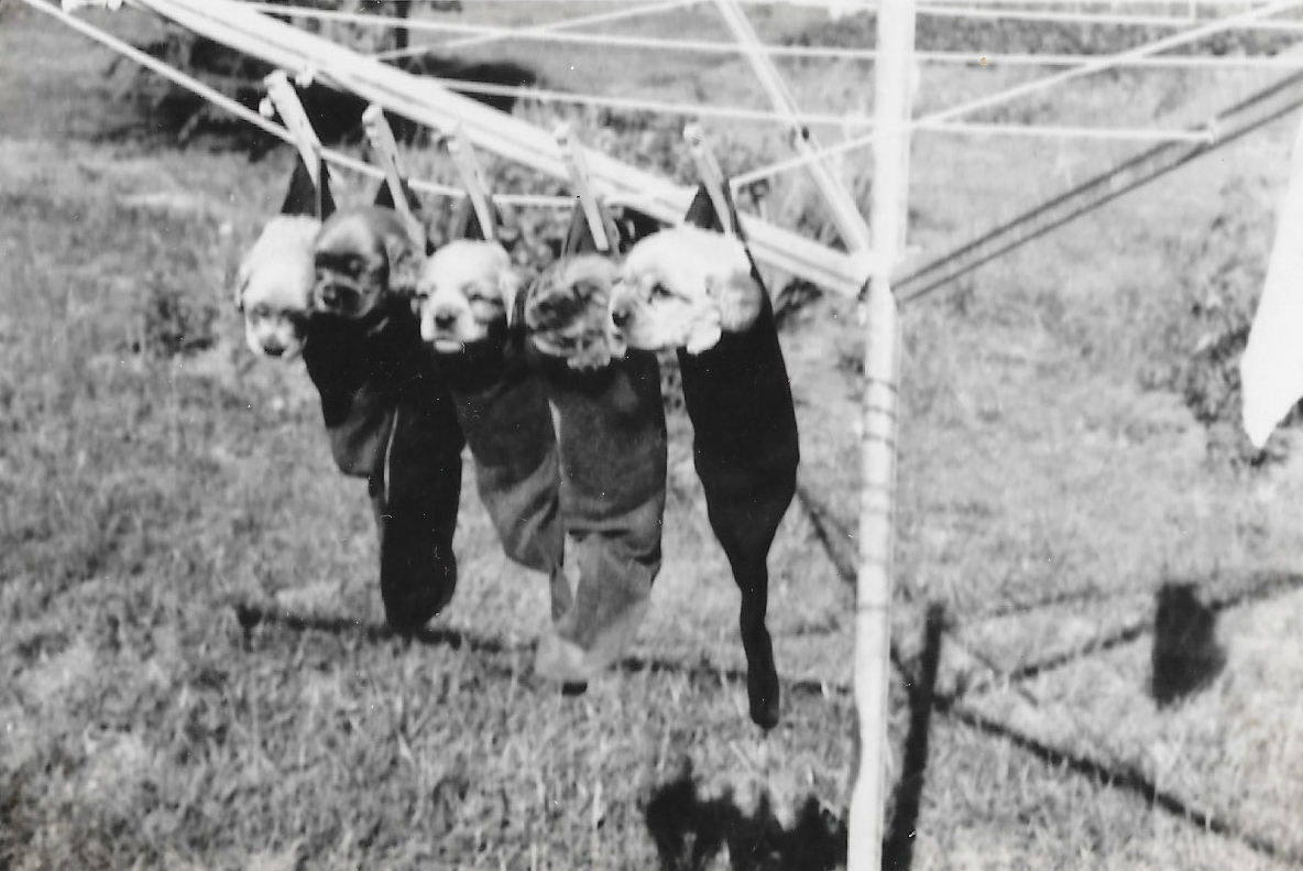 Black and white image of stockings out to dry with puppies in them.